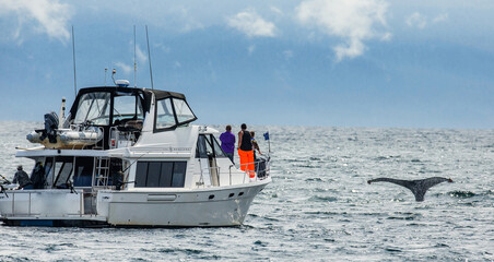 Obraz premium Tourists are watching Humpback whale (Megaptera novaeangliae) from a boat. Chatham Strait area. Alaska. USA.