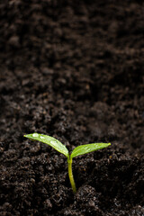 Growing peppers from seeds. Step 5 - the sprout has grown.