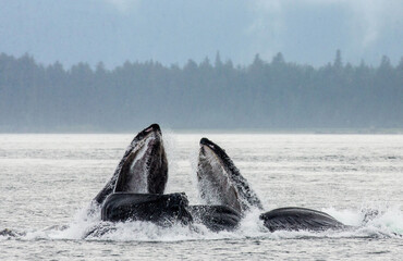 Bubble-net feeding of the Humpback whales (Megaptera novaeangliae). Chatham Strait area. Alaska....