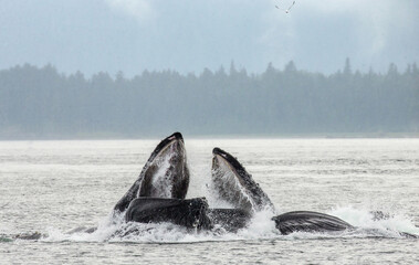 Bubble-net feeding of the Humpback whales (Megaptera novaeangliae). Chatham Strait area. Alaska....