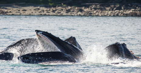 Fototapeta premium Bubble-net feeding of the Humpback whales (Megaptera novaeangliae). Chatham Strait area. Alaska. USA.