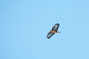 Low angle view of a common buzzard flying in the air