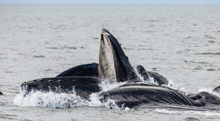 Obraz premium Bubble-net feeding of the Humpback whales (Megaptera novaeangliae). Chatham Strait area. Alaska. USA.