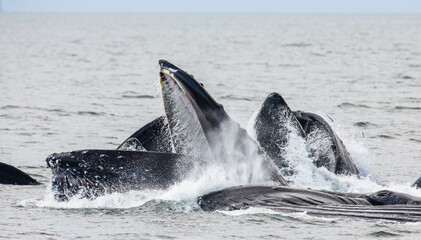 Fototapeta premium Bubble-net feeding of the Humpback whales (Megaptera novaeangliae). Chatham Strait area. Alaska. USA.