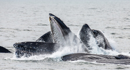 Fototapeta premium Bubble-net feeding of the Humpback whales (Megaptera novaeangliae). Chatham Strait area. Alaska. USA.