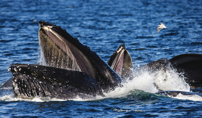 Fototapeta premium Bubble-net feeding of the Humpback whale (Megaptera novaeangliae). Chatham Strait area. Alaska. USA.