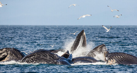 Bubble-net feeding of the Humpback whales (Megaptera novaeangliae). Chatham Strait area. Alaska. USA.