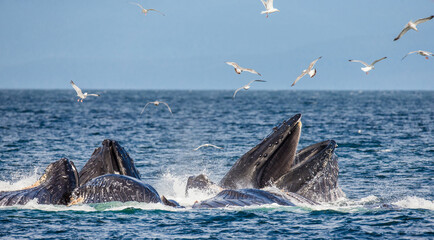 Fototapeta premium Bubble-net feeding of the Humpback whales (Megaptera novaeangliae). Chatham Strait area. Alaska. USA.