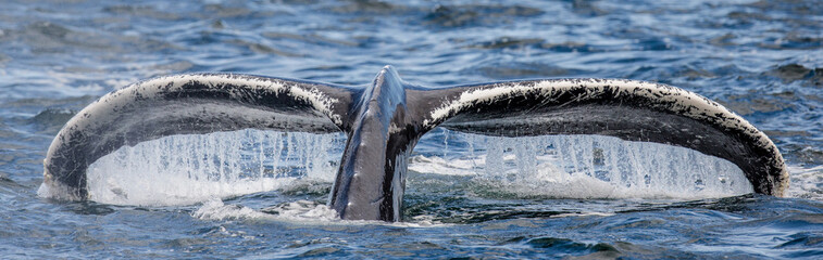 Tail of Humpback whale (Megaptera novaeangliae) above the water surface closeup. Chatham Strait...