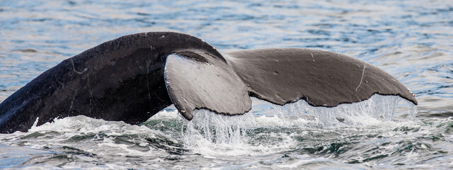 Tail Humpback whale (Megaptera novaeangliae) above the water surface closeup. Chatham Strait area. Alaska. USA. © gudkovandrey