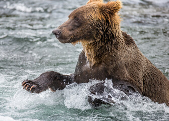 Alaska Peninsula brown bear (Ursus arctos horribilis) is catching salmon in the river. USA. Alaska. Katmai National Park.