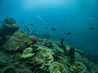 Diving in Unauna - Indonesia