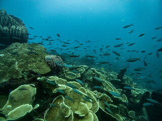 Diving in Una Una -Indonesia 