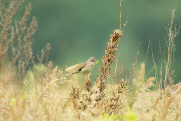 A common whitethroat in a spring meadow
