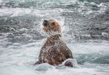 Alaska Peninsula brown bear (Ursus arctos horribilis) is shaking off water surrounded by splashes. USA. Alaska. Katmai National Park.