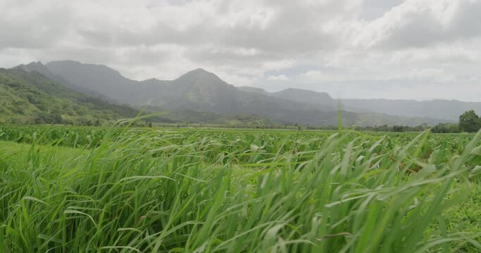 Pan on Hawaiian Taro fields through tall grass on Kauai stormy day in slow motion