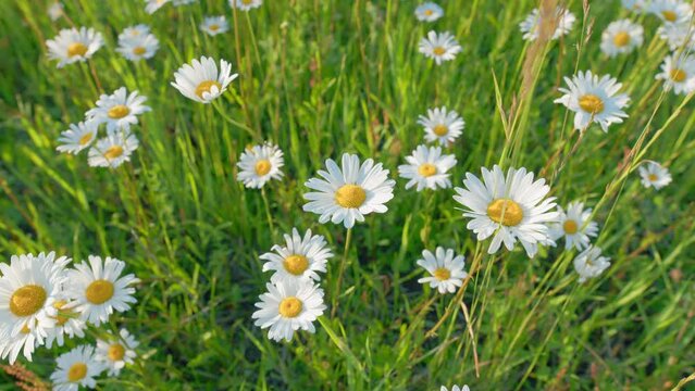 Garden white daisies sway in the wind among green grass. Beautiful daises. Close up.