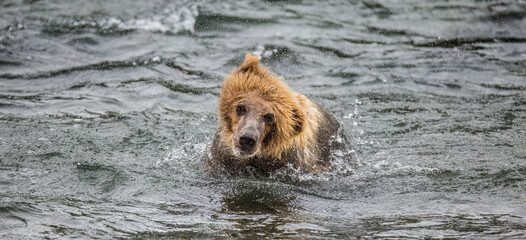 Obraz premium Alaska Peninsula brown bear (Ursus arctos horribilis) is shaking off water surrounded by splashes. USA. Alaska. Katmai National Park.