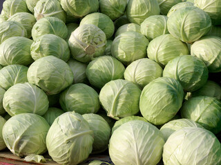 Fototapeta na wymiar Many white cabbage heads on display at a market