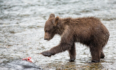 Alaska Peninsula brown bears (Ursus arctos horribilis) cub with a salmon in the river. USA. Alaska. Katmai National Park.