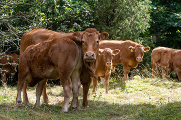 Cows or livestock in a pasture in summer