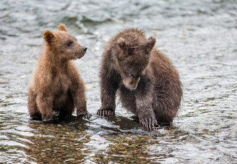 Two Alaska Peninsula brown bears (Ursus arctos horribilis) cubs are standing in a river next to each other. USA. Alaska. Katmai National Park.