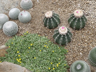 Create a small cactus garden in a minimalist style.