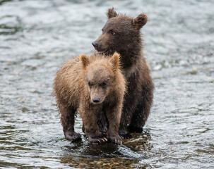 Obraz na płótnie Canvas Two Alaska Peninsula brown bears (Ursus arctos horribilis) cubs are standing in a river next to each other. USA. Alaska. Katmai National Park.