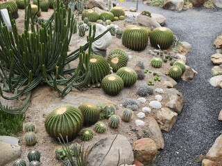 landscaping. Desert garden, backyard in a lavender ranch , includes cactus, palmtrees, dandelion,...