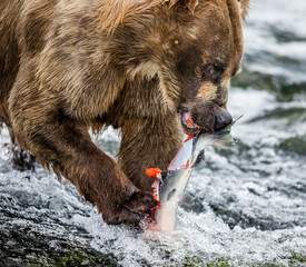 Fototapeta premium Alaska Peninsula brown bear (Ursus arctos horribilis) is eating salmon in the river. USA. Alaska. Katmai National Park.