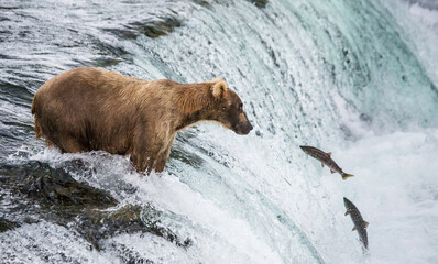 Alaska Peninsula brown bear (Ursus arctos horribilis) is catching salmon in the river. USA. Alaska. Katmai National Park.