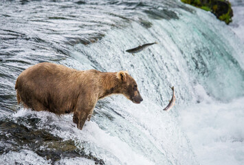 Alaska Peninsula brown bear (Ursus arctos horribilis) is catching salmon in the river. USA. Alaska. Katmai National Park.