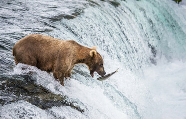 Alaska Peninsula brown bear (Ursus arctos horribilis) is catching salmon in the river. USA. Alaska. Katmai National Park.