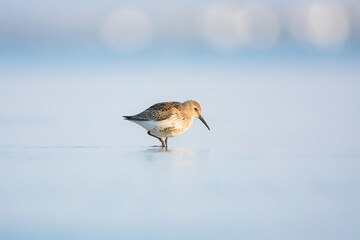 Dunlin bird hunting for food on the Baltic se