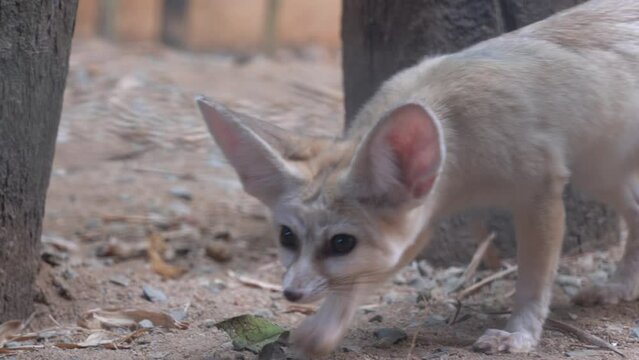 Handheld motion shot camera peeking through the cage capturing an curious fennec fox, vulpes zerda sniffing and walking around the area in the enclosed environment at Langkawi wildlife park, Malaysia.