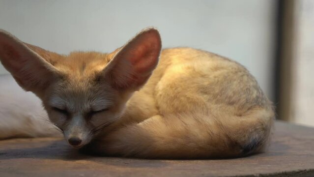 Exotic fennec fox, vulpes zerda, small crepuscular fox with nocturnal habitat, curled-up and sleeping on a platform in an enclosed environment with hanging lamp imitating the sunlight and the heat.