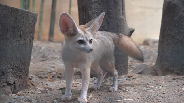 Camera peeking through the cage capturing an curious exotic fennec fox, vulpes zerda wondering around its surrounding environment at Langkawi wildlife park, Malaysia. curled-up