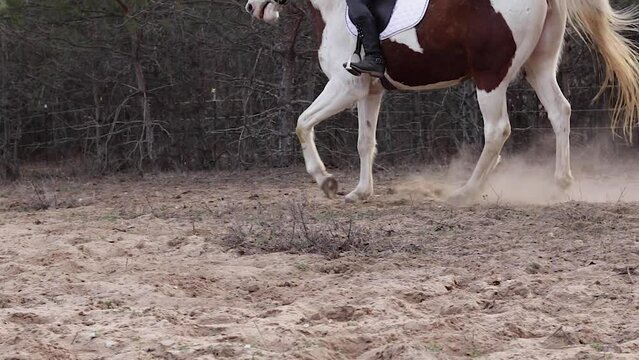 Horse running athletically through field.