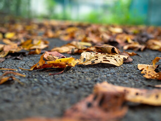 秋に地面に落ちた葉っぱ