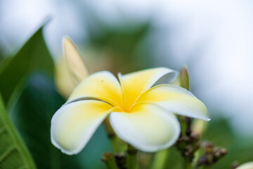 yellow white frangipani flower