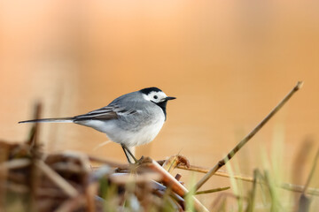 White wagtail on Cieplicowka river spring sunrise