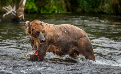 Obraz premium Alaska Peninsula brown bear (Ursus arctos horribilis) is catching salmon in the river. USA. Alaska. Katmai National Park.