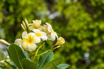 yellow frangipani blossoms