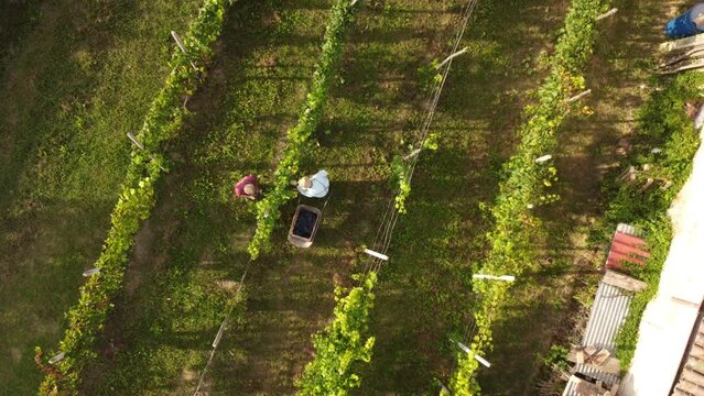 4k aerial footage of senior farmer harvesting organic grapes in wine farm in the italian hills