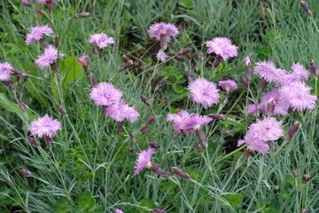 Fototapeta premium Multiple light pink flowers and buds of polymerous Dianthus in May