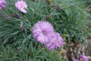 Pair of light pink flowers of polymerous Dianthus in May