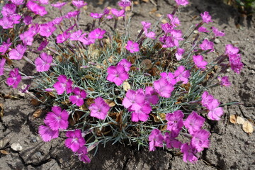 Fototapeta na wymiar A lot of pink flowers of Dianthus gratianopolitanus La Bourboule in mid May