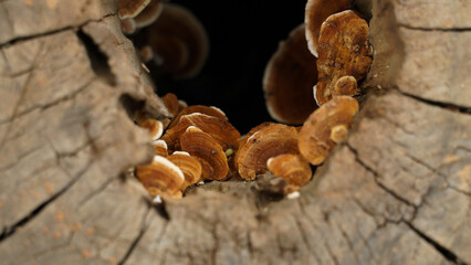 Wild mushrooms that grow on tree stumps after continuous rain.