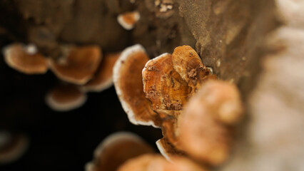 Wild mushrooms that grow on tree stumps after continuous rain.
