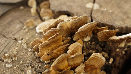 Wild mushrooms that grow on tree stumps after continuous rain.